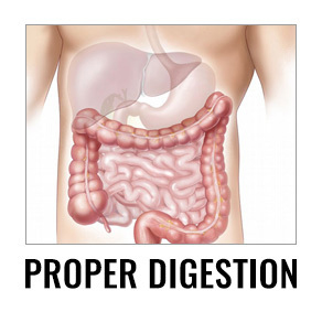 proper-digestion